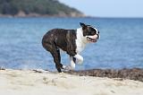 BOSTON TERRIER 301